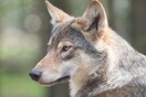 Εμφανίστηκαν λύκοι στον Ταΰγετο - Ανησυχούν οι κτηνοτρόφοι της περιοχής
