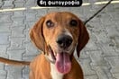 Καταγγελία Μπακογιάννη για το Καταφύγιο Αδέσποτων του δήμου Αθήνας: «Συνεχόμενοι οι θάνατοι ζώων»
