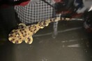 Μωρό καρχαρίας γεννήθηκε μυστηριωδώς σε ενυδρείο που φιλοξενούσε μόνο θηλυκά