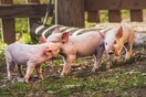 Ο FDA ενέκρινε κλινικές δοκιμές με γενετικά τροποποιημένα νεφρά από χοίρους σε ανθρώπους