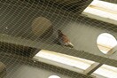 Καταγγελία για βασανισμό μέχρι θανάτου περιστεριών στο μετρό Χαλάνδρι
