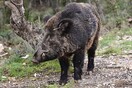 Αγριογούρουνο χτυπημένο με βέλος κοντά στο τελεφερίκ της Πάρνηθας