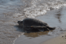 Μαραθωνήσι: Κίνδυνο για την Caretta caretta από οικοδομικές εργασίες, καταγγέλλουν οργανώσεις