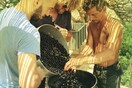 Ελαιόλαδο και κρασί: Όσο η χώρα γίνεται καμίνι τόσο λιγότερα θα παράγουμε