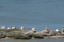 Λευκάδα: Καταγράφηκε η πρώτη αποικία αργυροπελεκάνων σε ελληνικό νησί