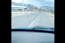 Εξαντλημένα και νεκρά χελιδόνια σε δρόμο του Λαυρίου: Τι εξηγεί η ΑΝΙΜΑ