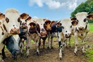 Συναγερμός για την αφθώδη πυρετό στην Κροατία: Φόβοι αγροτών για εξάπλωση από Ουγγαρία και Σλοβακία