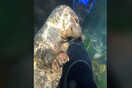 Viral στο TikTok φώκια που «χαϊδεύει» δύτη