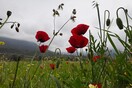 Καιρός: Άνοδος θερμοκρασίας, αφρικανική σκόνη και τοπικές βροχές τη Μεγάλη Εβδομάδα