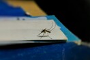 Κολομβία: Σε κατάσταση έκτακτης ανάγκης η χώρα λόγω αύξησης των κρουσμάτων κίτρινου πυρετού