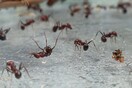 Λαθρεμπόριο μυρμηγκιών: Γιατί ενδιαφέρονται για τα Messor Cephalotes