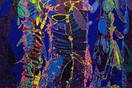 Peter Reginato: CHROMA