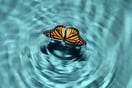 Τι είναι το Butterfly Effect και γιατί έχει γίνει viral στο TikTok