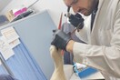Πελαργός που κατάπιε λάστιχα διασώθηκε από την ΑΝΙΜΑ
