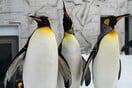 National Geographic: Πέντε «συναρπαστικά» facts για τους αυτοκρατορικούς πιγκουίνους