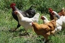 Τέλος οι εξαγωγές πουλερικών της Βραζιλίας προς την ΕΕ λόγω γρίπης των πτηνών