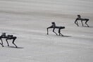 Σκυλιά ρομπότ: Γιατί πολλαπλασιάζονται και πού μας βοηθούν;