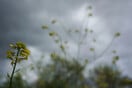 Καιρός - Ζιακόπουλος: Βαρομετρικό χαμηλό από την Ιταλία φέρνει βροχές και καταιγίδες στη χώρα