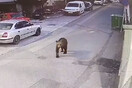 Αρκούδες εντοπίστηκαν να κυκλοφορούν σε κεντρικό δρόμο σε Κοζάνη και Γρεβενά