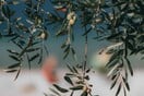 National Geographic για το «υγρό χρυσάφι» της Ελλάδας: Από την Ιερή Ελιά στη σύγχρονη συγκομιδή