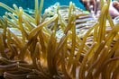 Χανιά: Ραγδαία αύξηση στα περιστατικά με τσιμπήματα από θαλάσσια ανεμώνη