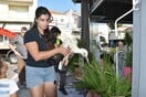 Μυτιλήνη: Τοποθέτηση δακτυλίων στα πόδια των νεοσσών λευκοπελαργών στις φωλιές της Λέσβου	