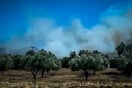 Σε ύφεση η φωτιά στο Αλιβέρι: Πως ξεκίνησε – Συνελήφθη ένας 60χρονος