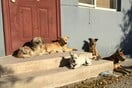 Ηράκλειο: Συνελήφθη 62χρονη που φιλοξενούσε 66 σκυλιά