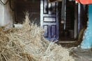 Ηλεία: Νεκρός εντοπίστηκε εργάτης σε στάβλο - Δολοφονία «βλέπει« η ιατροδικαστική εξέταση