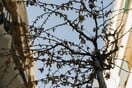 Απάντηση του Δήμου Αθηναίων στο άρθρο της LiFO για τα ξερά δέντρα