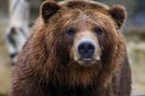Καλαμπάκα: Αρκούδα επιτέθηκε και τραυμάτισε 44χρονο που είχε βγει για βόλτα