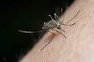 Συναγερμός στην Κίνα για έξαρση του ιού τσικουνγκούνια: Πάνω από 7.000 κρούσματα και αυστηρά μέτρα αλά Covid-19