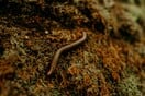 ΗΠΑ: Ανιχνεύτηκε κρούσμα παρασίτου “screwworm” σε άνθρωπο 