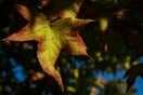 Καιρός - Μαρουσάκης: «Πέφτει επιτέλους ο υδράργυρος» - Πότε αναμένονται τα πρωτοβρόχια