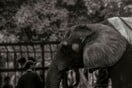 Θλίψη με τον θάνατο του ελέφαντα που υπέφερε από μοναξιά στο Νέο Δελχί