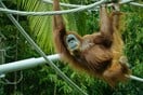 «Monkey barring»: Η νέα τάση στο dating που προβληματίζει τη Gen Z
