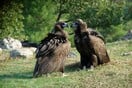 Αριθμός - ρεκόρ γεννήσεων Μαυρόγυπα στο Δάσος της Δαδιάς