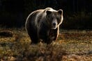 Ιωάννινα: Αρκούδα επιτέθηκε σε ηλικιωμένο - Τον άκουσαν να φωνάζει οι συγχωριανοί του