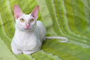 Γνωριμία με τις τρυφερές και ανεξάρτητες Cornish Rex