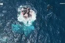 'Ορκες προσομοιώνουν πνιγμούς για να εξασκούνται στο κυνήγι