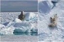 National Geographic: Viral στα social media πολική αρκούδα που παίζει με το χιόνι