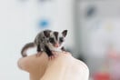 ΕΠΕΞ H ζωή μου με ένα sugar glider