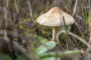 ΘΑΝΑΤΗΦΟΡΑ ΜΑΝΙΤΑΡΙΑ ΚΑΛΙΦΟΡΝΙΑ DEATH CAP