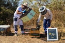 Η DIMAND φέρνει τις μέλισσες στην καρδιά της πόλης