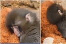Ιαπωνία: Viral μαϊμουδάκι που εγκαταλείφθηκε από τη μαμά του και βρήκε παρηγοριά σε λούτρινο αρκουδάκι