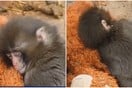 Ιαπωνία: Viral μαϊμουδάκι που εγκαταλείφθηκε από τη μαμά του και βρήκε παρηγοριά σε λούτρινο αρκουδάκι