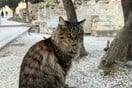 Πέθανε η Λουκία, η πιο δημοφιλής γάτα της Ακρόπολης