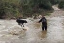 ΣΚΥΛΟΙ ΧΑΛΚΙΔΙΚΗ ΔΙΑΣΩΣΗ ΒΡΟΧΟΠΤΩΣΗ ΠΟΤΑΜΟΣ