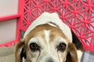 ΗΠΑ BEAGLE ΣΚΥΛΙΑ ΠΕΙΡΑΜΑΤΑ