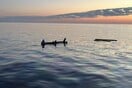 ΑΝΔΡΟΣ ΒΥΘΙΣΗ ΠΛΟΙΟ ΛΙΜΕΝΙΚΟ